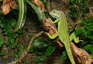 Plantas Terrario Iguana