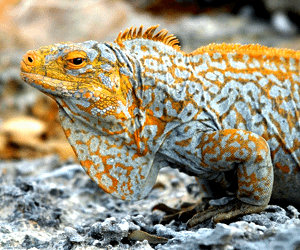 Iguana de Roca