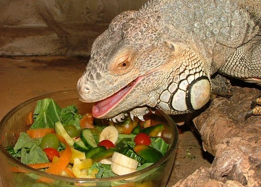 Que Come La Iguana