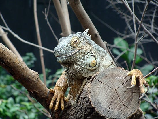 Iguana Habitat Terrarario