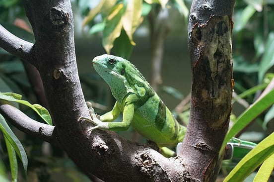 Iguana Crestada En Arbol