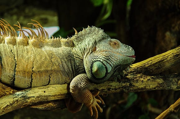 Iguana en rama