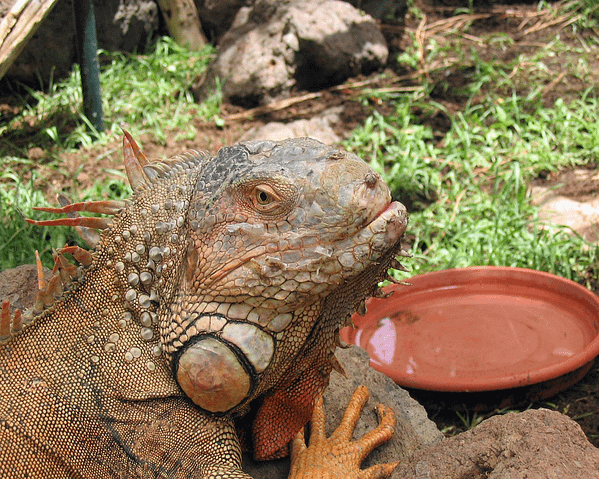 Iguana Comedero