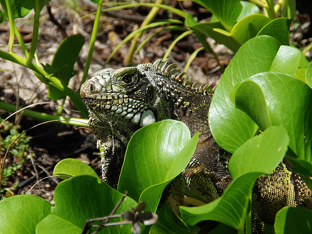 Iguana Habitat